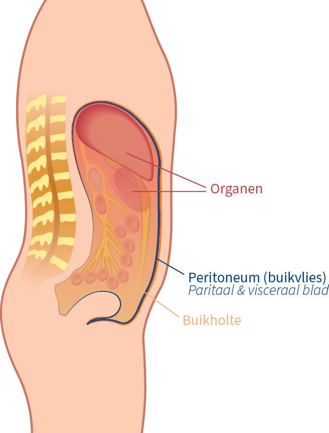 Illustratie van de buik met buikvlies